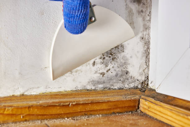 Best HVAC Mold Inspection and Cleaning  in New Ellenton, SC