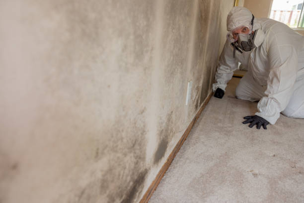 Best Crawl Space Mold Remediation  in New Ellenton, SC